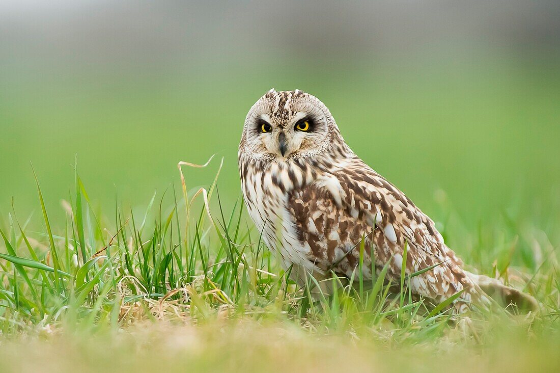 Parma, Emilia Romagna, Italy Short-eared Owl taken in a field in the province of Parma