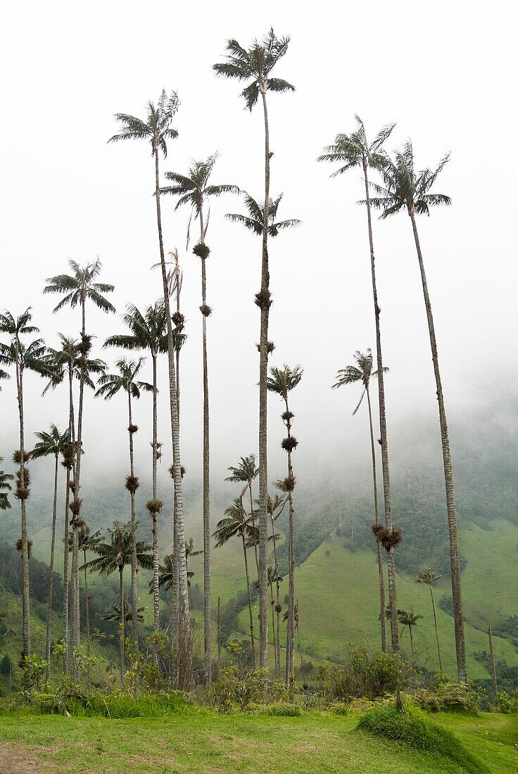 Wax palm trees, The Corcora valley, part of the Los Nevados National Natural Park, near Salento, Colombia, South America.