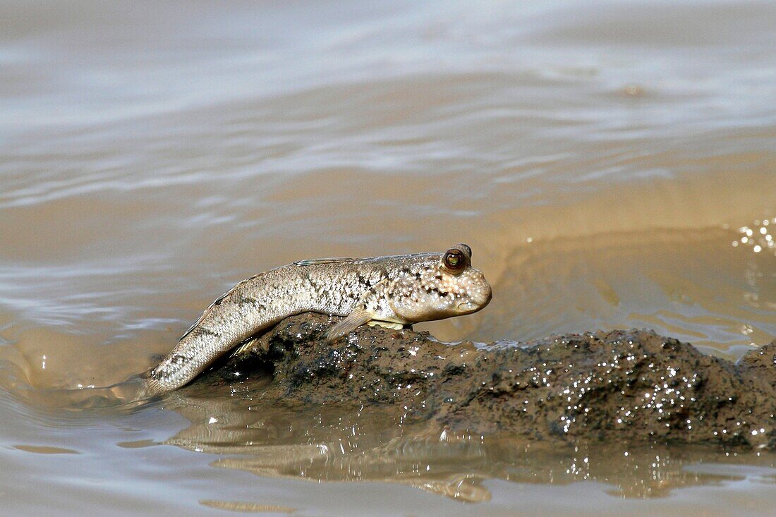 Mudskipper, Periophthalmus sp , climbing out of the water, The Gambia