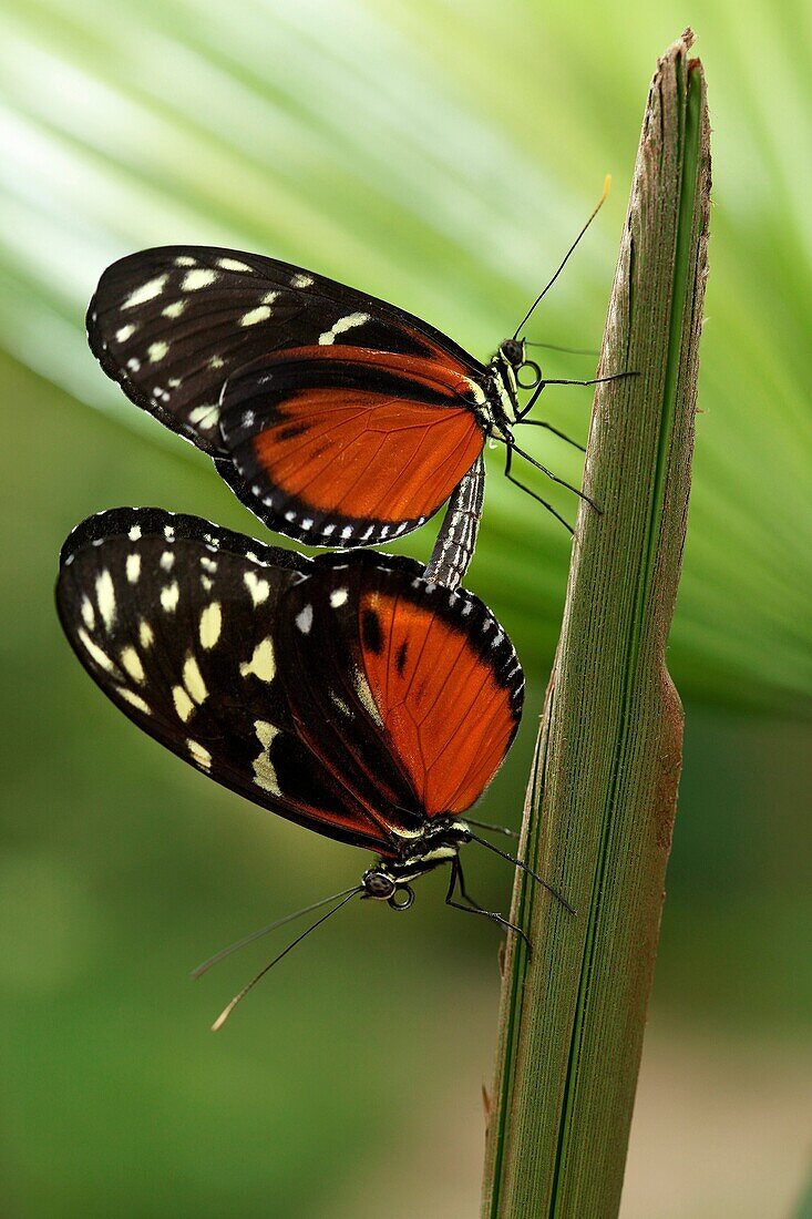 Mating of butterflies Heliconius hecale Benalmadena Butterfly Park, Benalmadena, Malaga, Spain