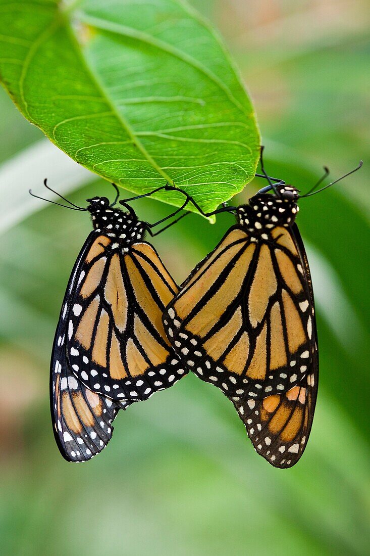 Monarch Butterfly Mating Benalmadena Butterfly Park, Benalmadena, Malaga, Spain