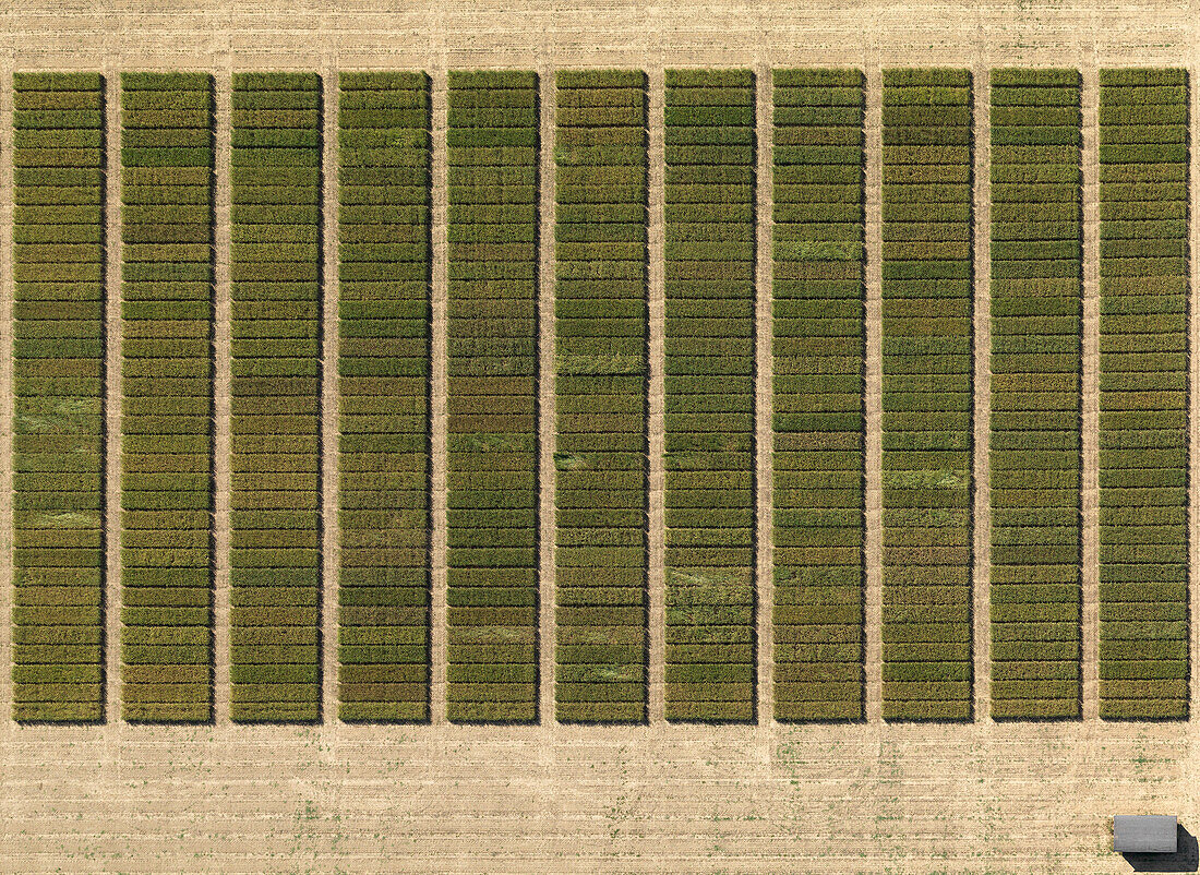 Aerial view of crops in agricultural landscape, Hohenheim, Stuttgart, Baden-Wuerttemberg, Germany
