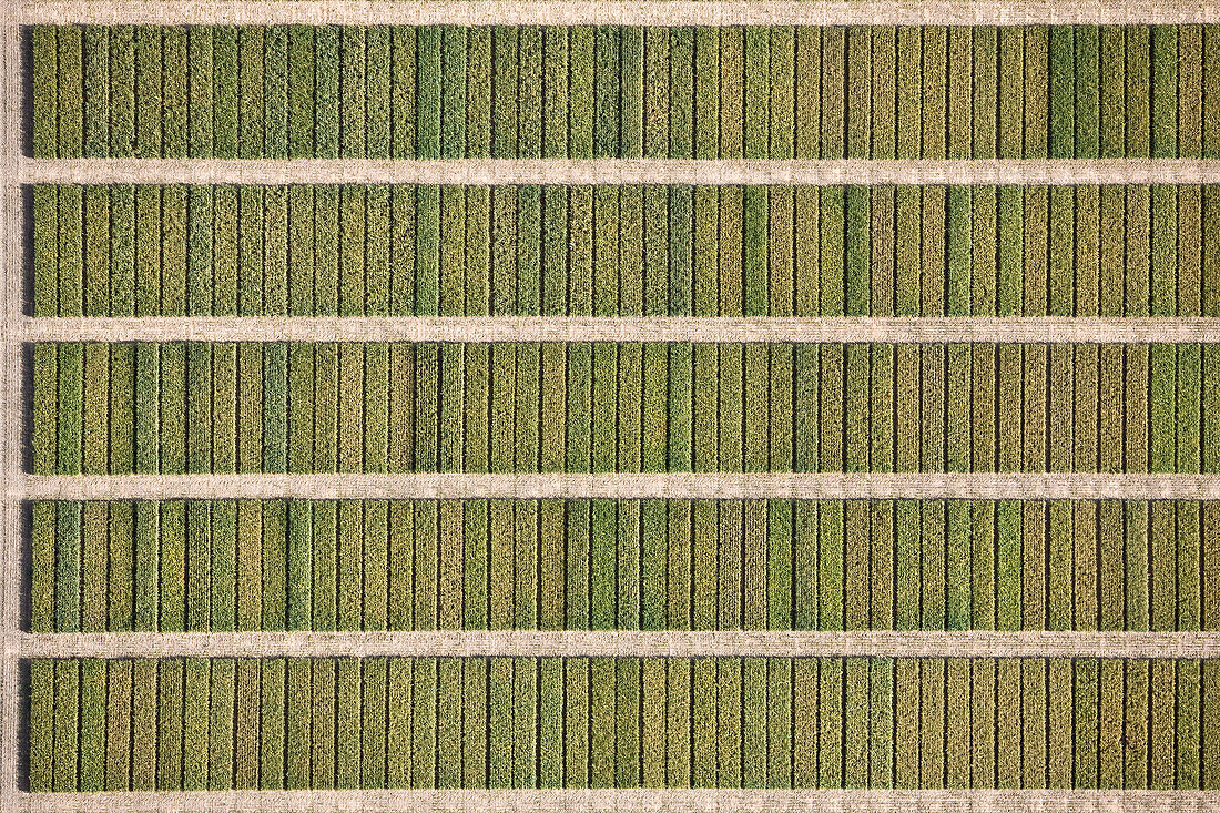 Full frame shot of agricultural field, Hohenheim, Stuttgart, Baden-Wuerttemberg, Germany