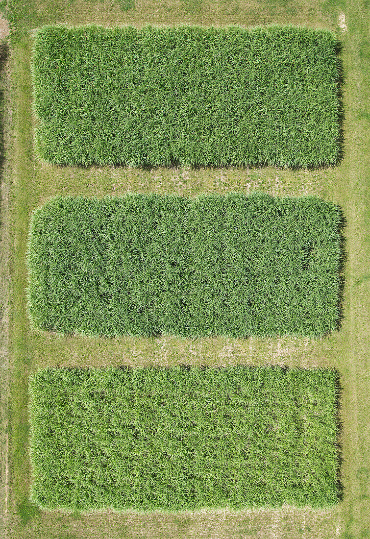 Full frame aerial view of crops growing in field, Stuttgart, Baden-Wuerttemberg, Germany