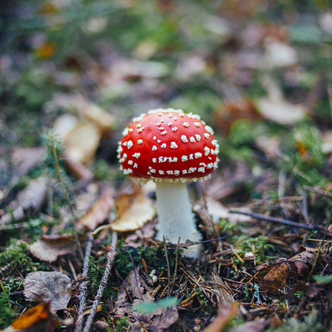 Close-up of fly agaric mushroom growing on land in forest