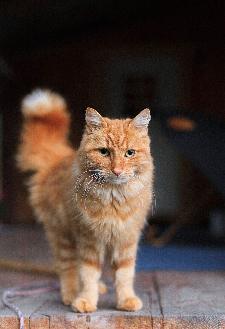 Portrait of ginger cat standing on floorboard