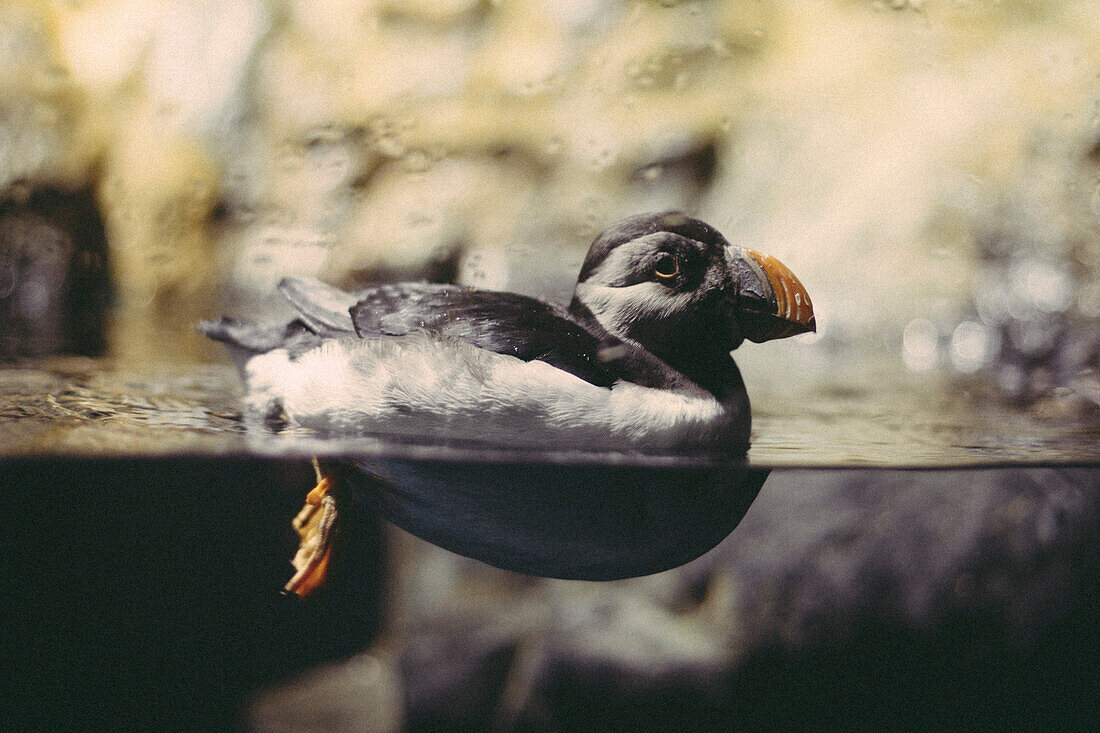 Side view of puffin swimming in water