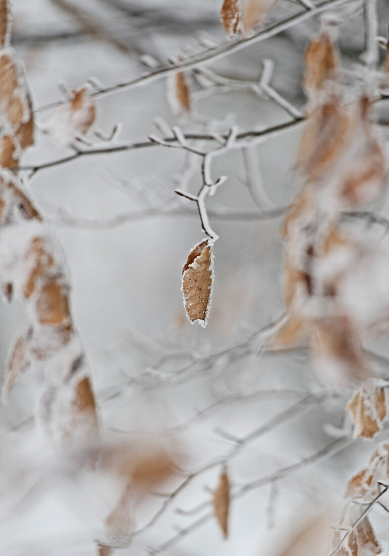 Close-up of frost covered tree