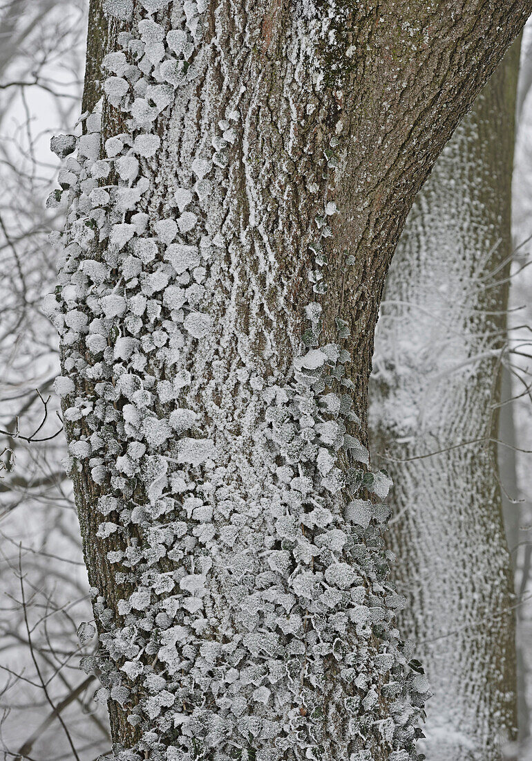Close-up of frost covered ivy plant on tree