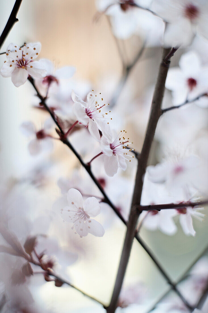 Close-up of cherry blossoms