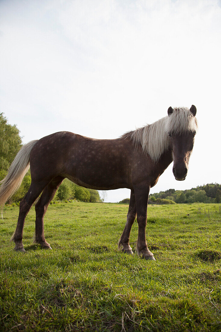 Side view of horse standing in grassy field