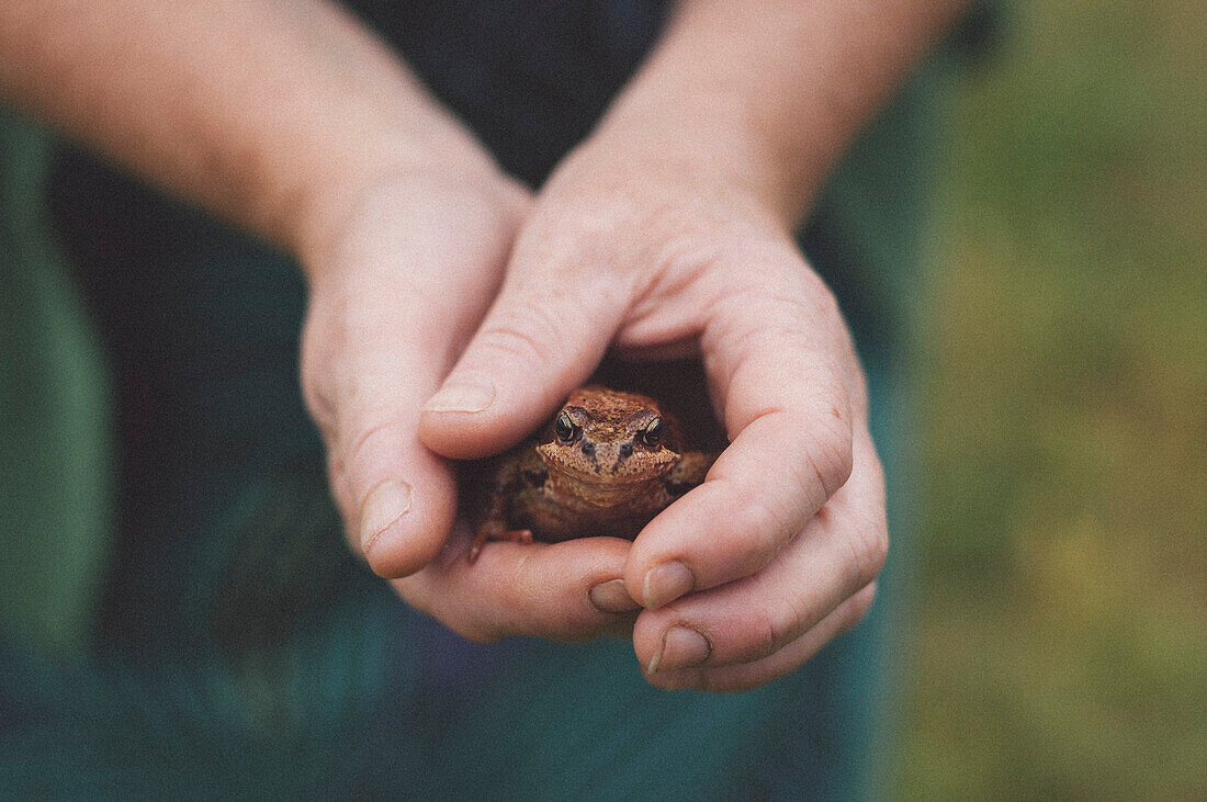 Close-up of hands holding frog