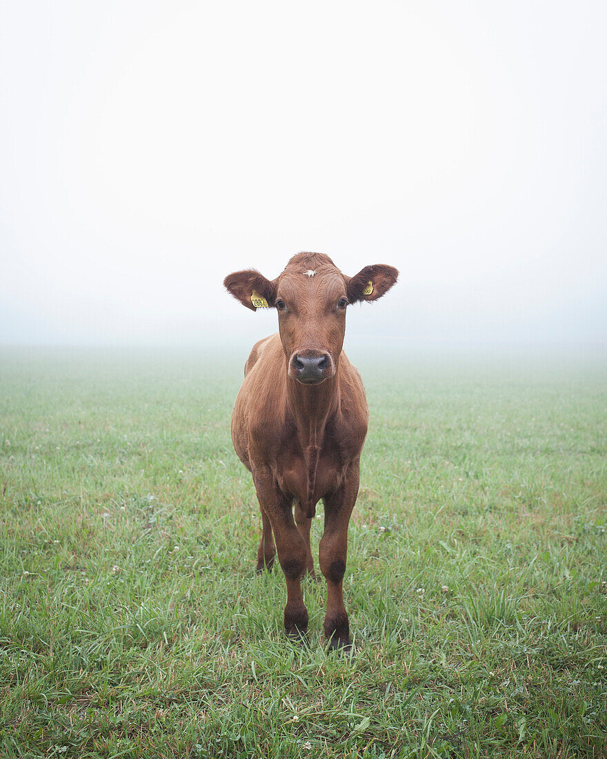 Portrait of cow standing on field in foggy weather