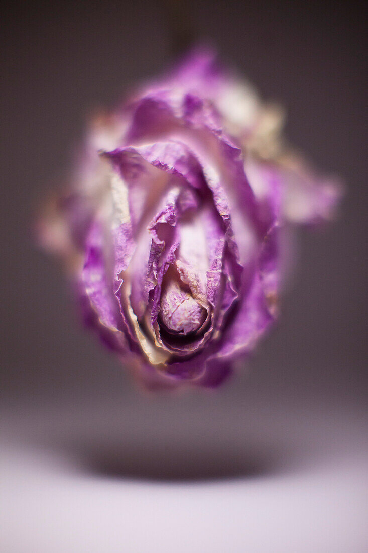 Close-up of wilted purple rose in mid-air