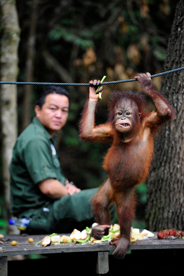 South-East Asia, Malaysia, Borneo, Sabah, Orangutan in the Shangri-La hotel Reserve