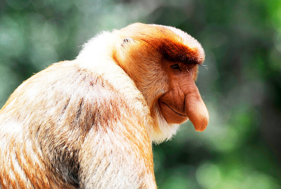 South-East Asia, Malaysia, Borneo, Sabah, Labuk Bay, Natural Reserve sheltering  proboscis monkeys