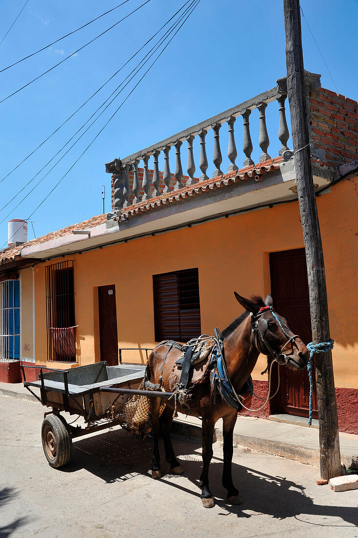 Caribbean, Cuba, Sancti Spiritus, Trinidad, hitched horse