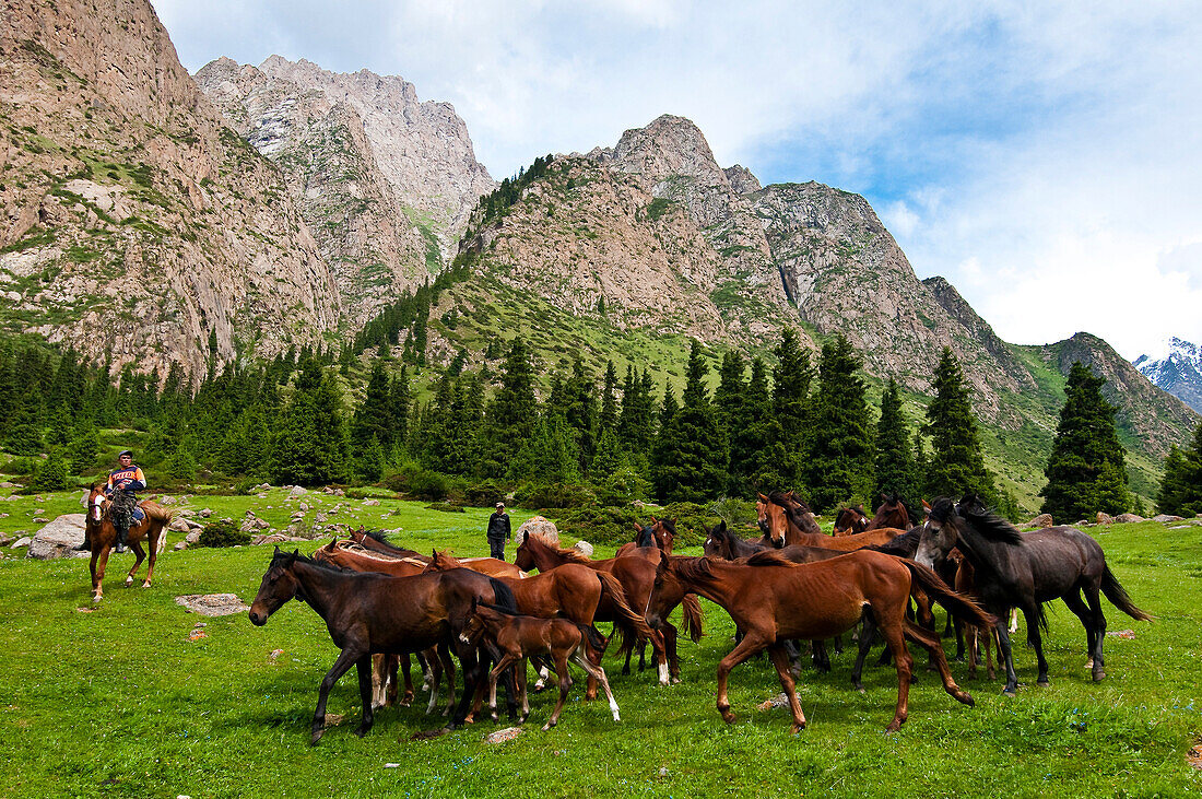 Kyrgyzstan, Issyk Kul Province (Ysyk-Kol), Juuku valley, each shepherd owns horses in the mountains