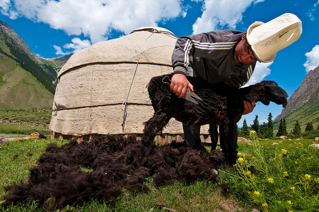 Kyrgyzstan, Issyk Kul Province (Ysyk-Kol), Juuku valley, Samat Moldoraziev sheares one of his sheep