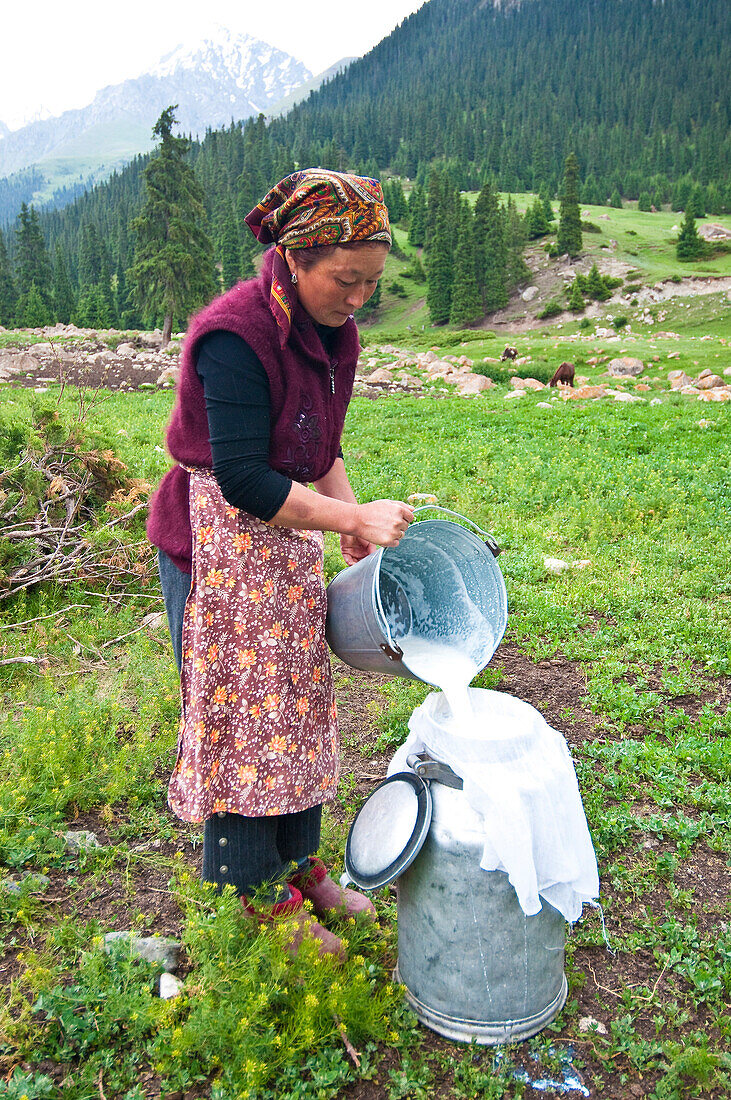 Kyrgyzstan, Issyk Kul Province (Ysyk-Kol), Juuku valley, Nurgul milks her cows every day at sunrise
