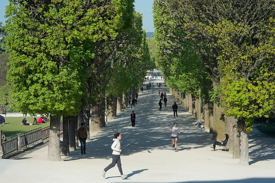 France. Paris 5th district. The Jardin des plantes. Jogger in a path of plane trees
