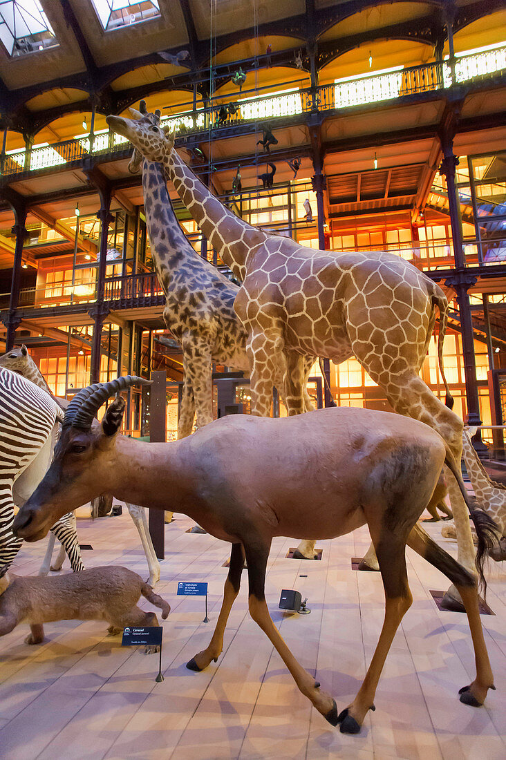 France. Paris 5th district. The Jardin des plantes (Garden of Plants). The Great Evolution Gallery