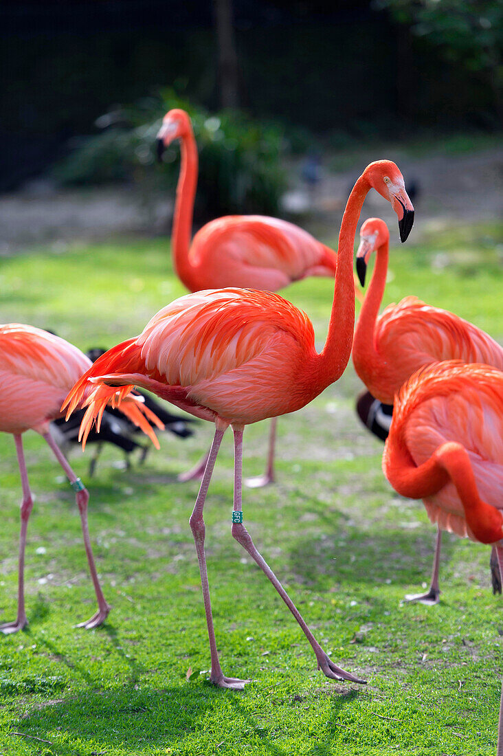 France. Paris 5th district. Menagerie of the Jardin des plantes (Garden of Plants). The pink flamingos