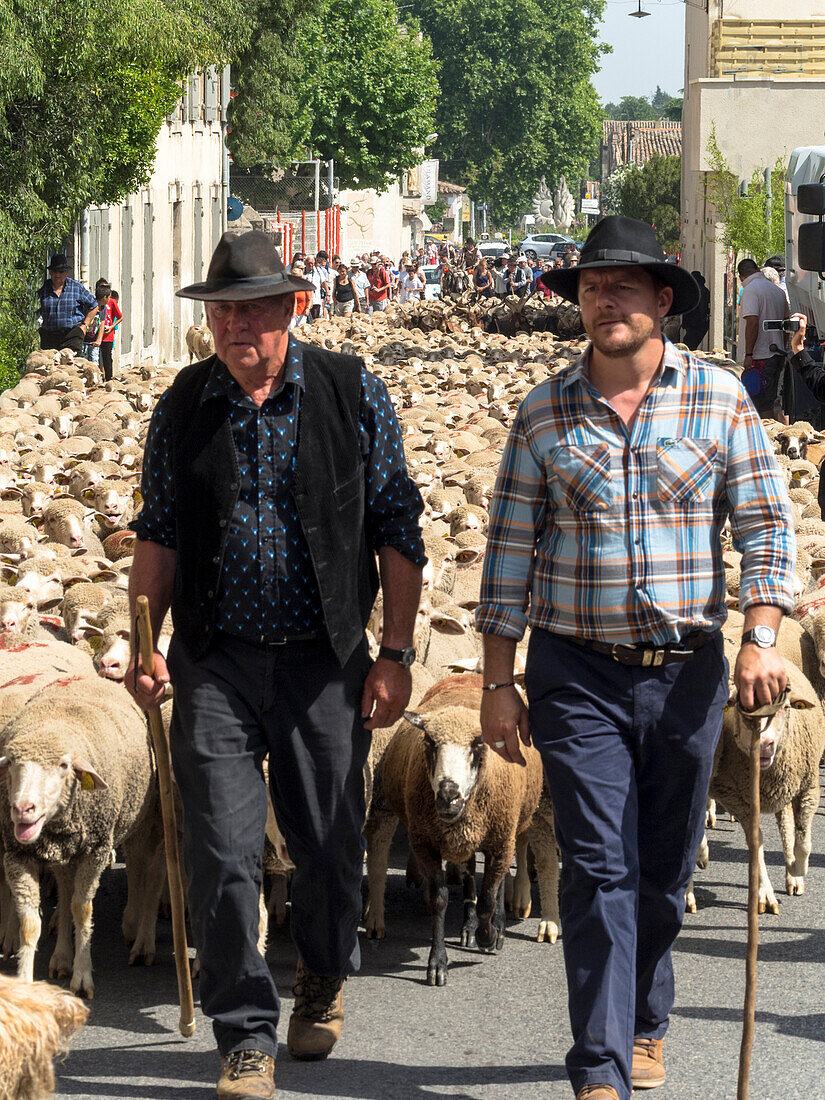 France, Bouches-du-Rhone, St Remy de Provence, shepherds with sheeps during the transhumance