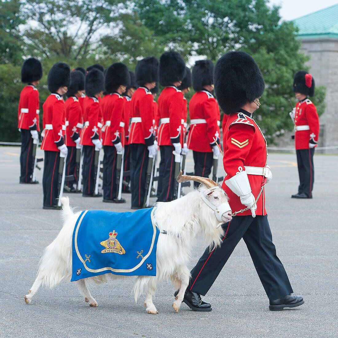 Canada. Province of Quebec. Quebec town. The Citadel shelters the 22nd Royal Regiment, the only French-speaking regiment of Canada. The changing of the guard. The goatherd chief  with the billy goat, the mascot of the regiment