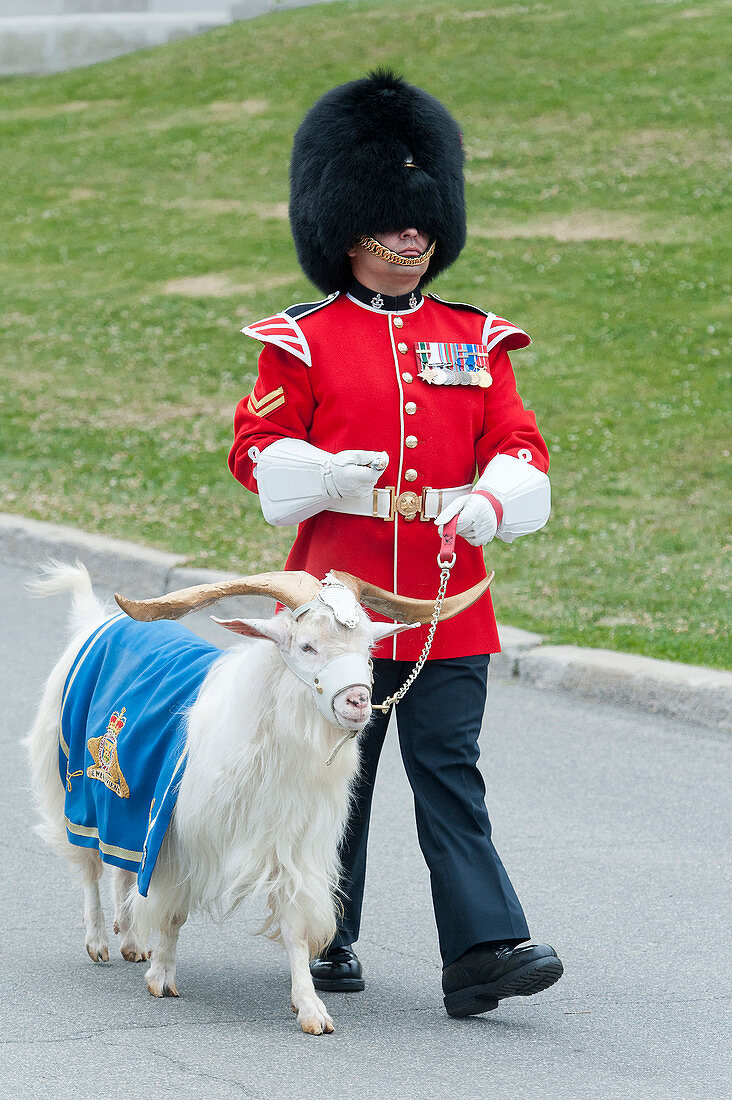 Canada. Province of Quebec. Quebec town. The Citadel shelters the 22nd Royal Regiment, the only French-speaking regiment of Canada. The changing of the guard. The goatherd chief with the billy goat, the mascot of the regiment