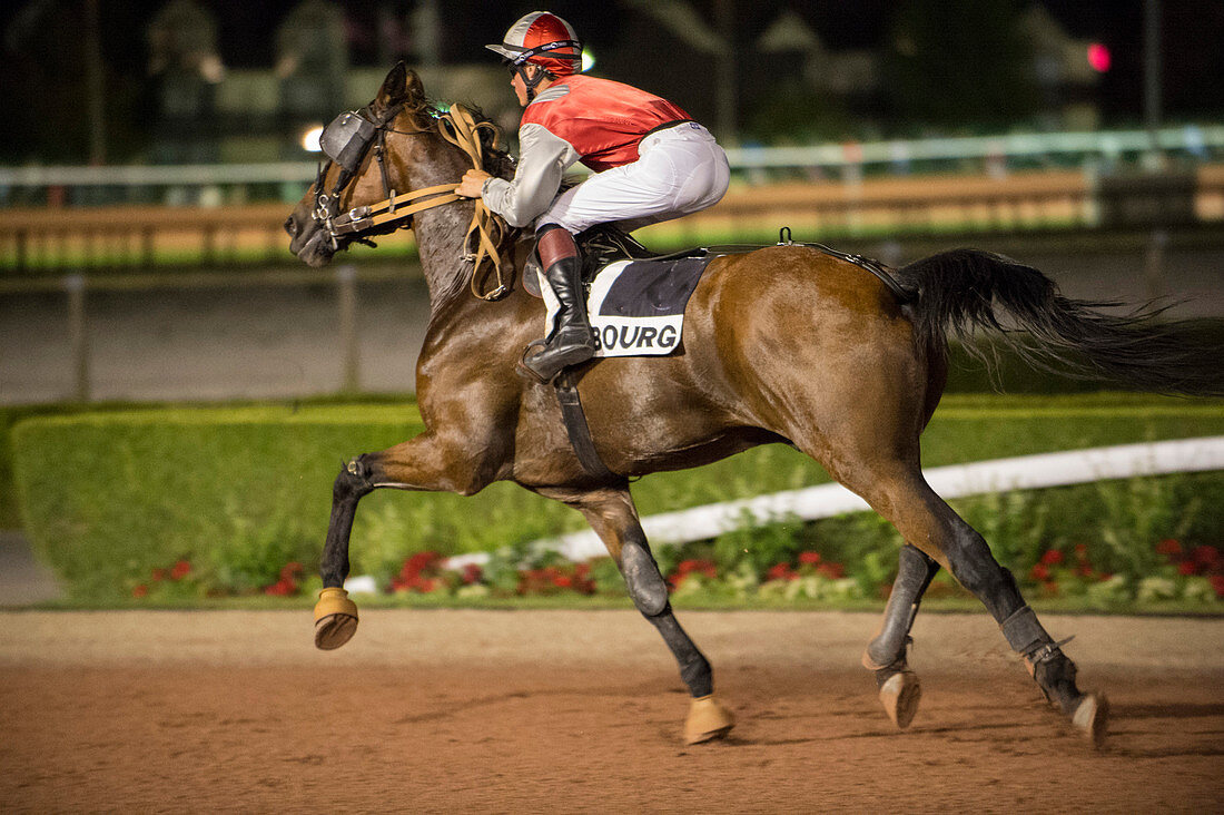 France, Normandy, Calvados, Evening trotting races in Cabourg Racecourse