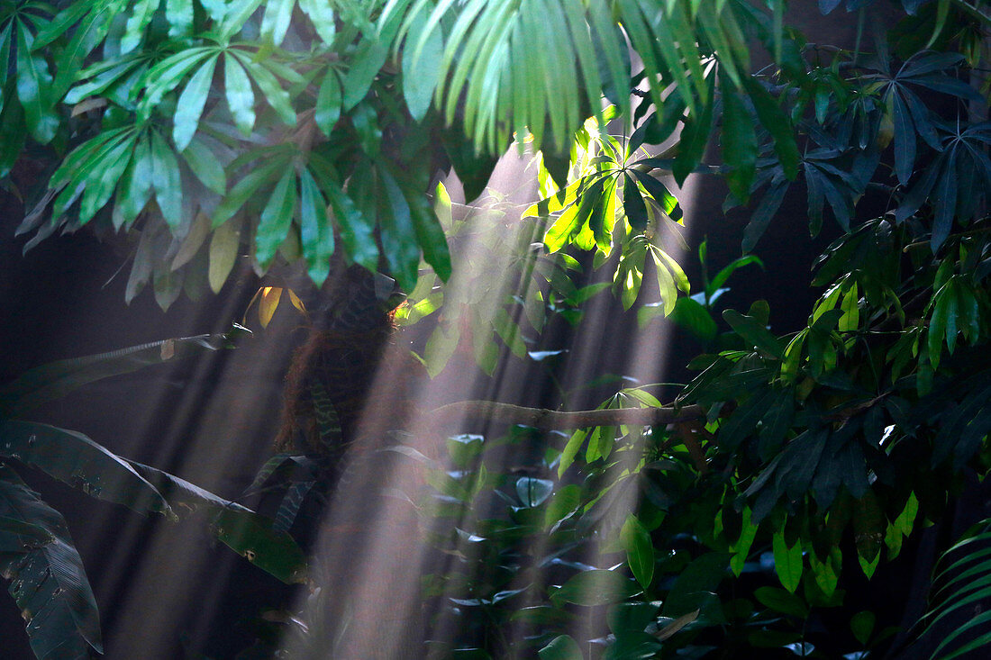 France, Paris. Vincennes. Vincennes Zoo. The Great greenhouse. Play of lights among the tropical plants.