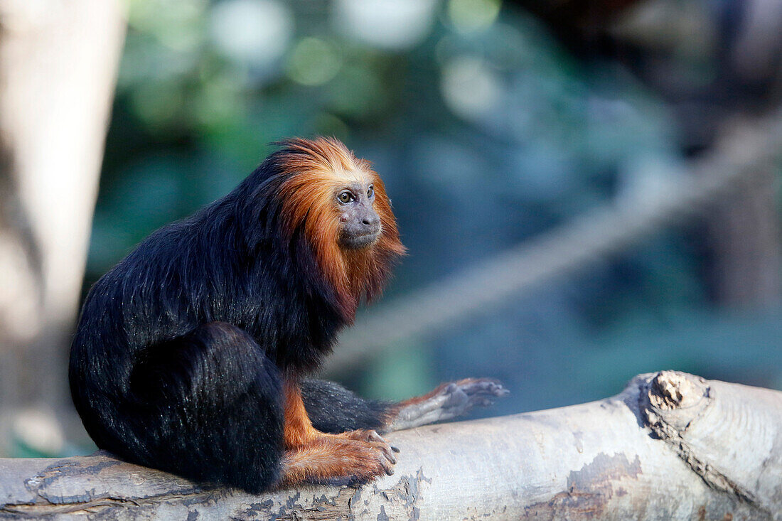 France, Paris. Vincennes. Vincennes Zoo. The Great greenhouse. Two-tone Lion tamarin (Leontopithecus).