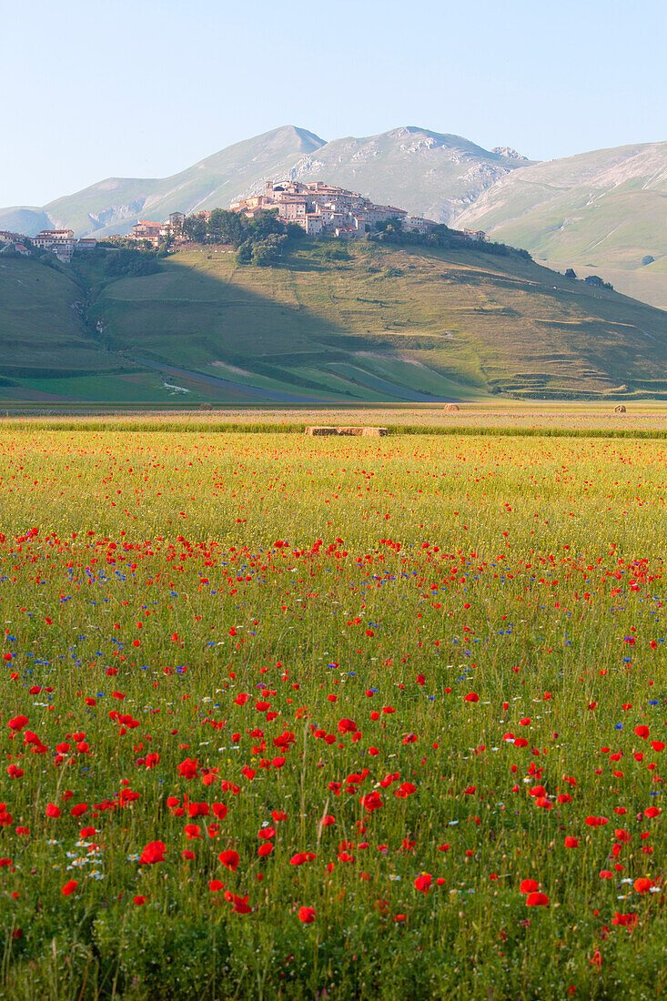 Europe, Italy, Umbria, Perugia district, Castelluccio of Norcia during flowering