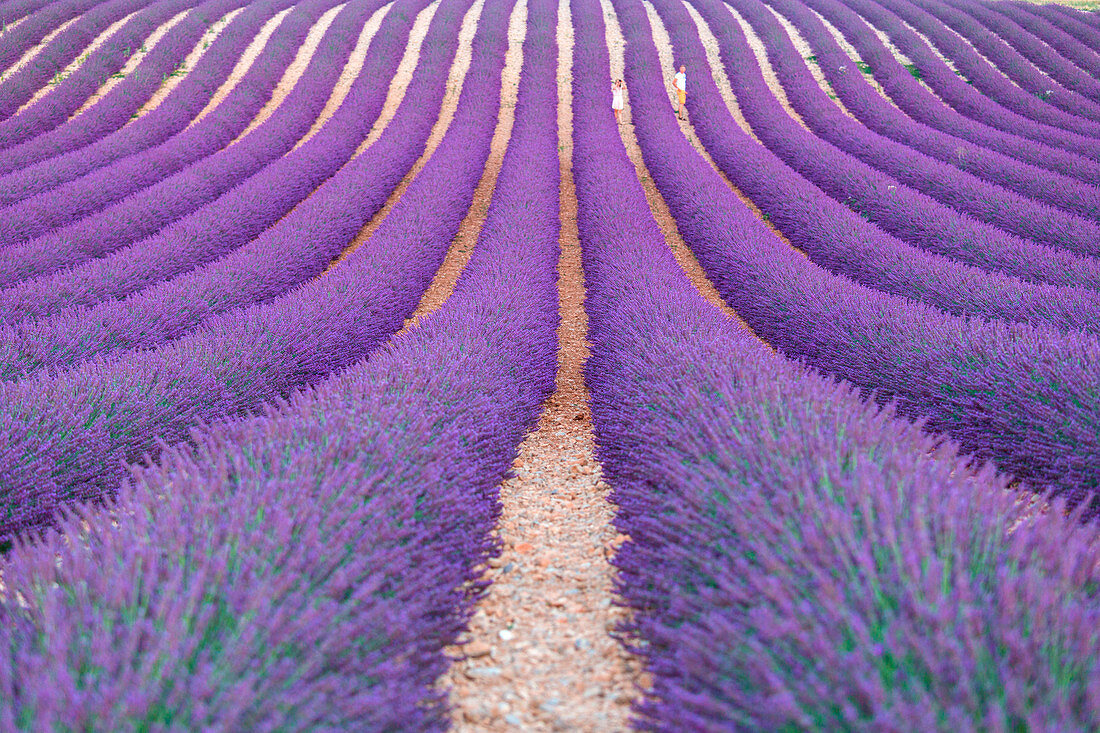 Europe, France, Provence Alpes Cote d'Azur, Plateau of Valensole, Lavender Field