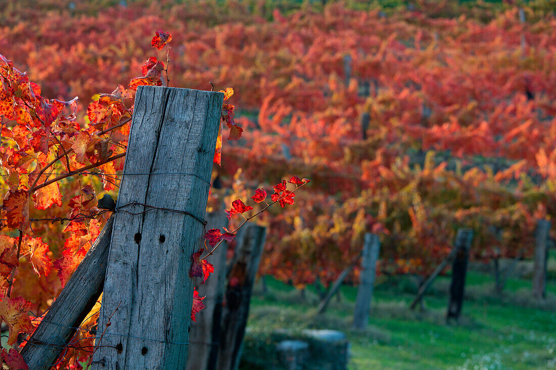 Europe, Italy, Umbria, Perugia district, Vineyards of Montefalco