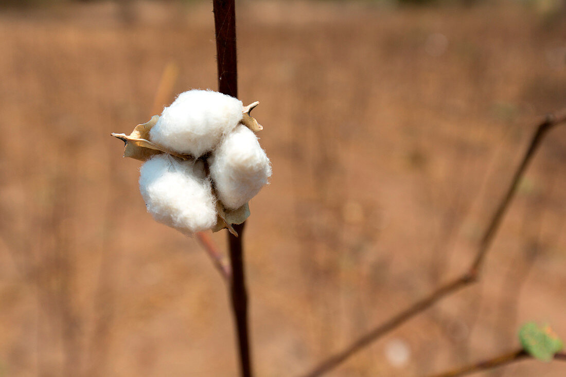 Africa, Malawi, Balaka district, Cotton processing