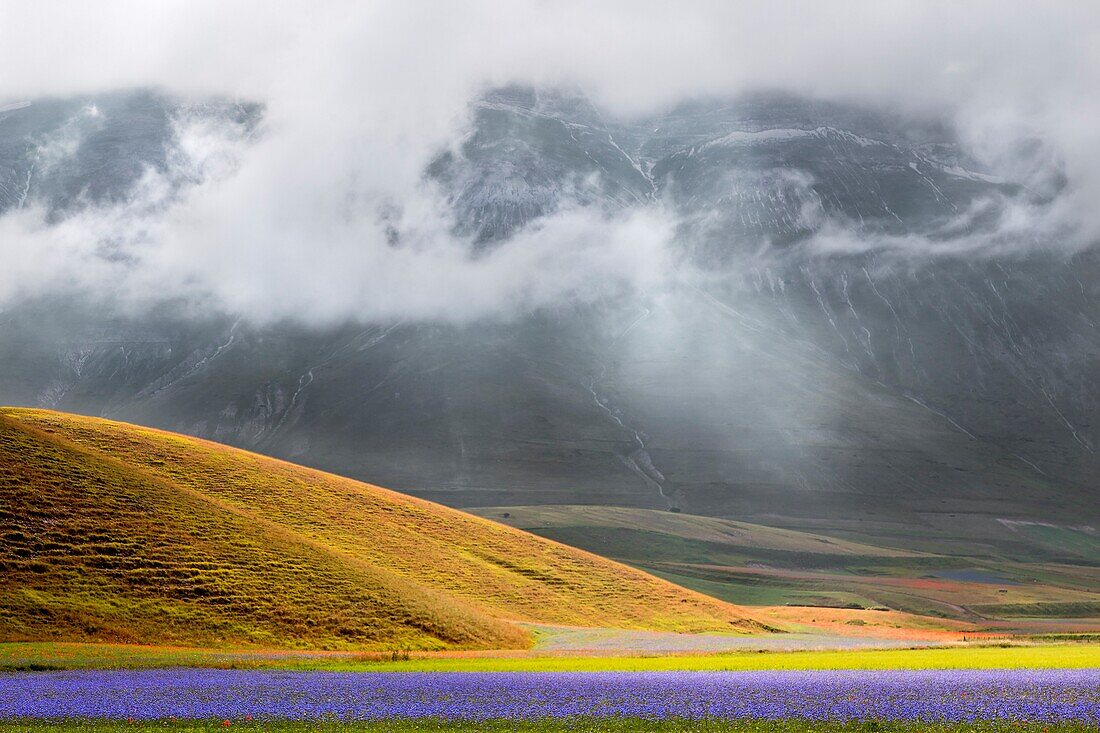 Castelluccio di Norcia, Umbria, Italy, Flowering cornflowers in Castelluccio