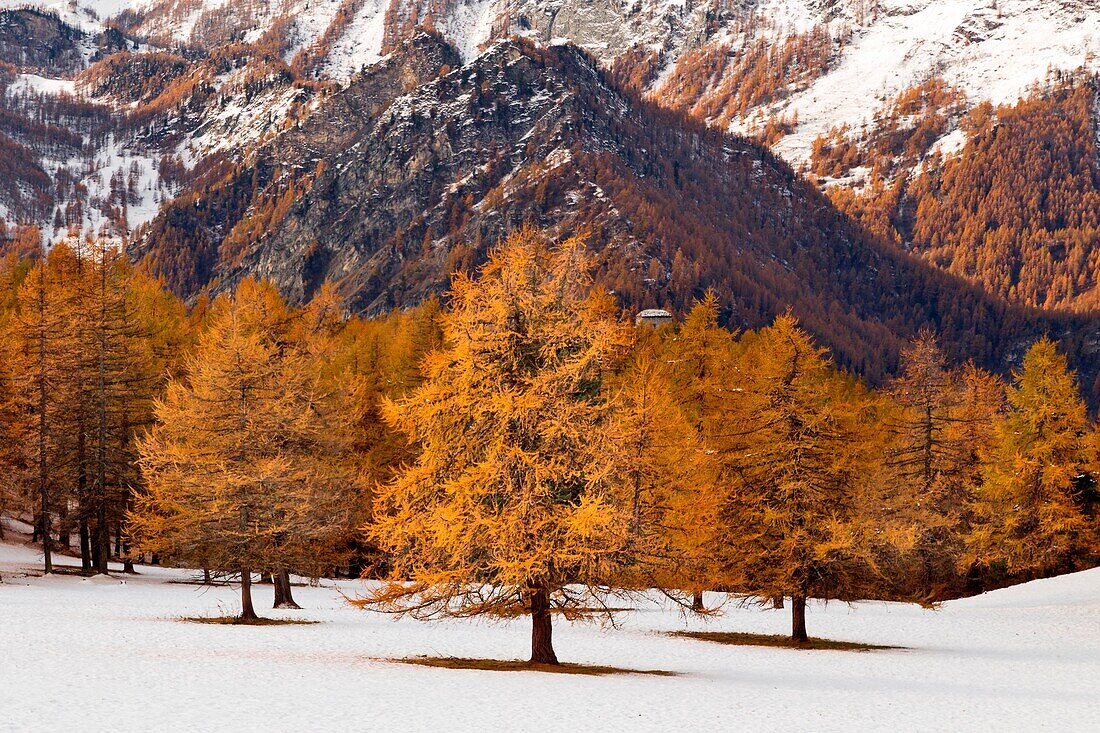 Orsiera Rocciavre Park, Chisone Valley, Turin, Piedmont, Italy, Autumn Orsiera Rocciavre Park