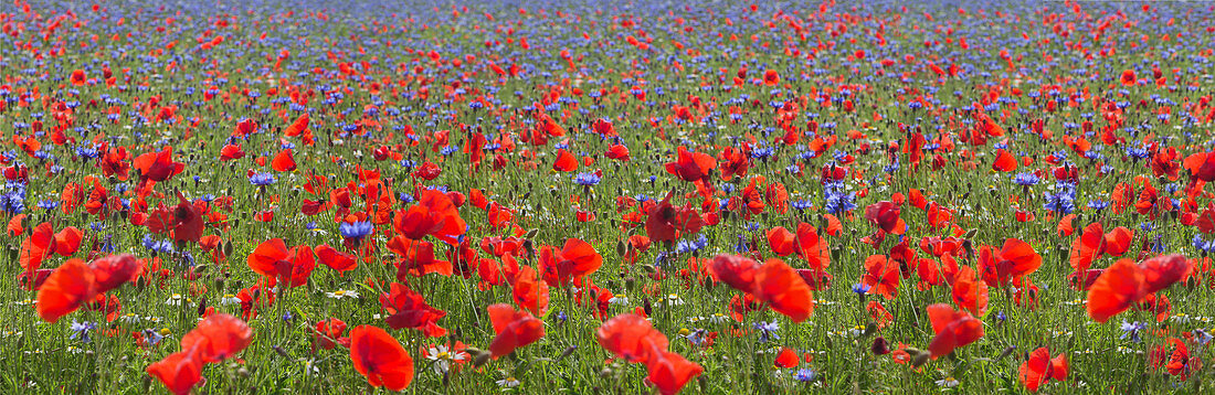 Castelluccio di Norcia, Umbria, Italy, Panoramic poppies