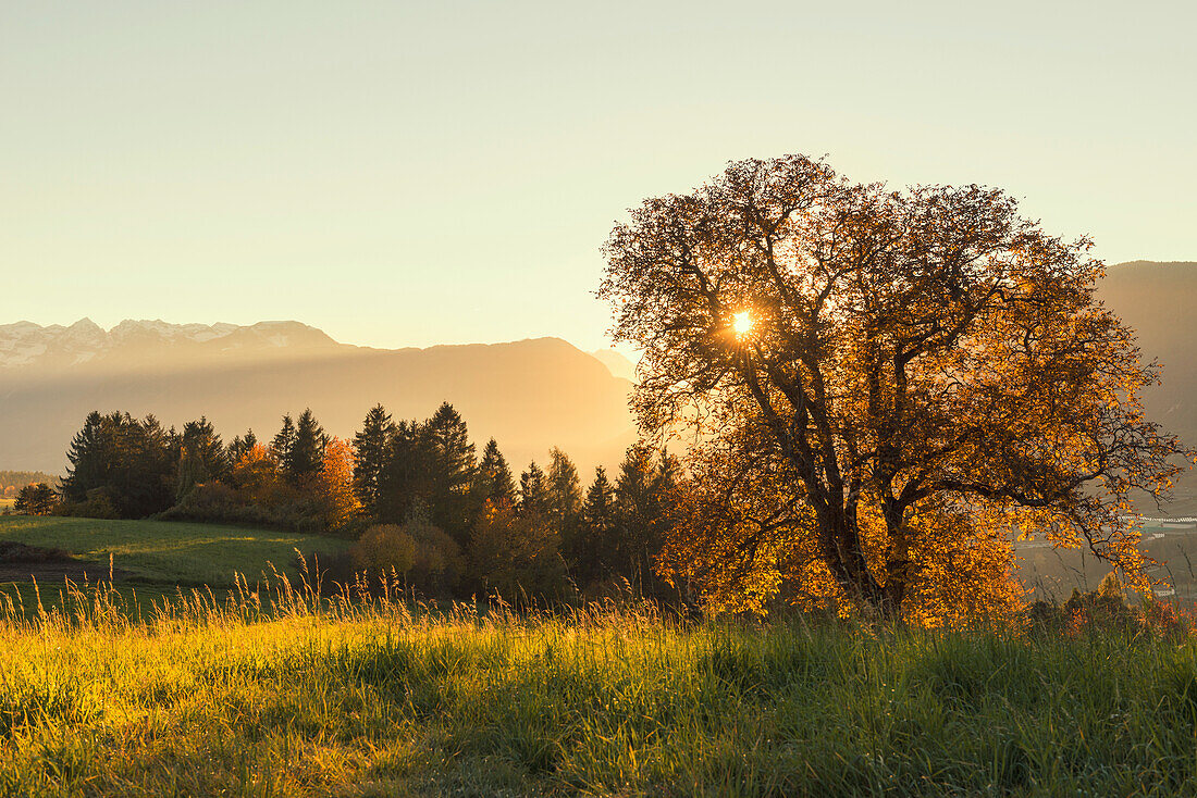 Italy, Trentino Alto Adige, sunset on prairies of Non valley in a autumn day