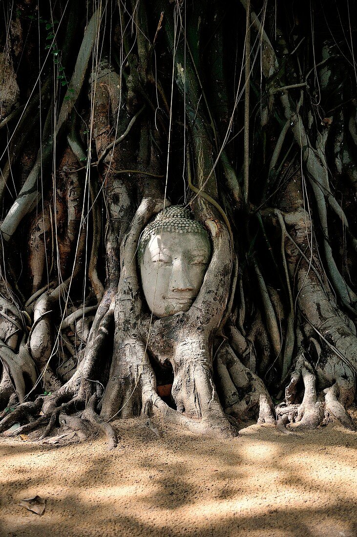 A head abandoned and trapped between the secular roots of a tree in the historic site of Ayutthaya, So much beauty in the simple elements