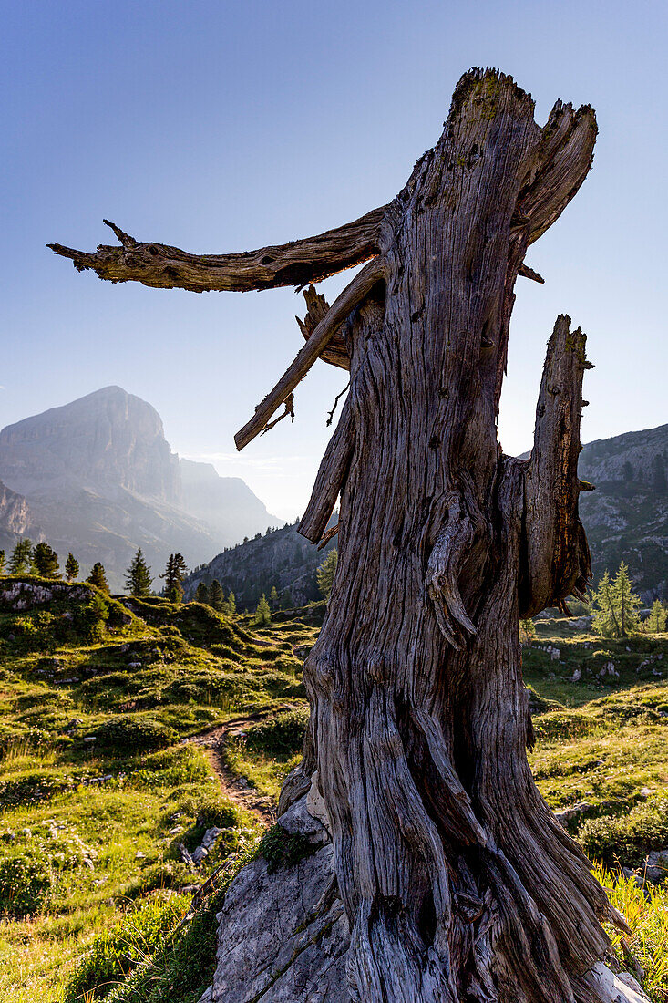The lonely guardian, Cortina d'Ampezzo, Belluno district, Veneto, Italy, Europe