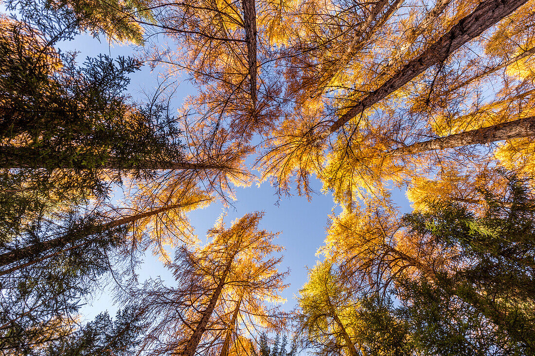 Surrounded by autumn trees, Cortina d'Ampezzo, Belluno district, Veneto, Italy, Europe