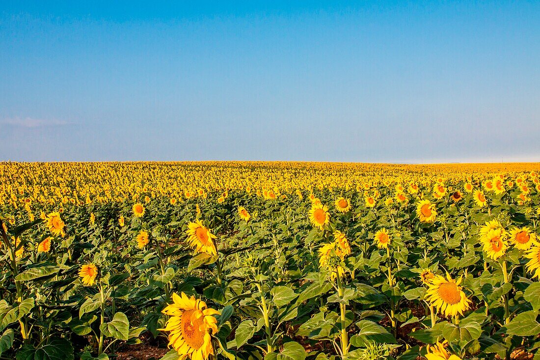 France, Provence Alps Cote d'Azur, Haute Provence, Plateau of Valensole, sunflowers