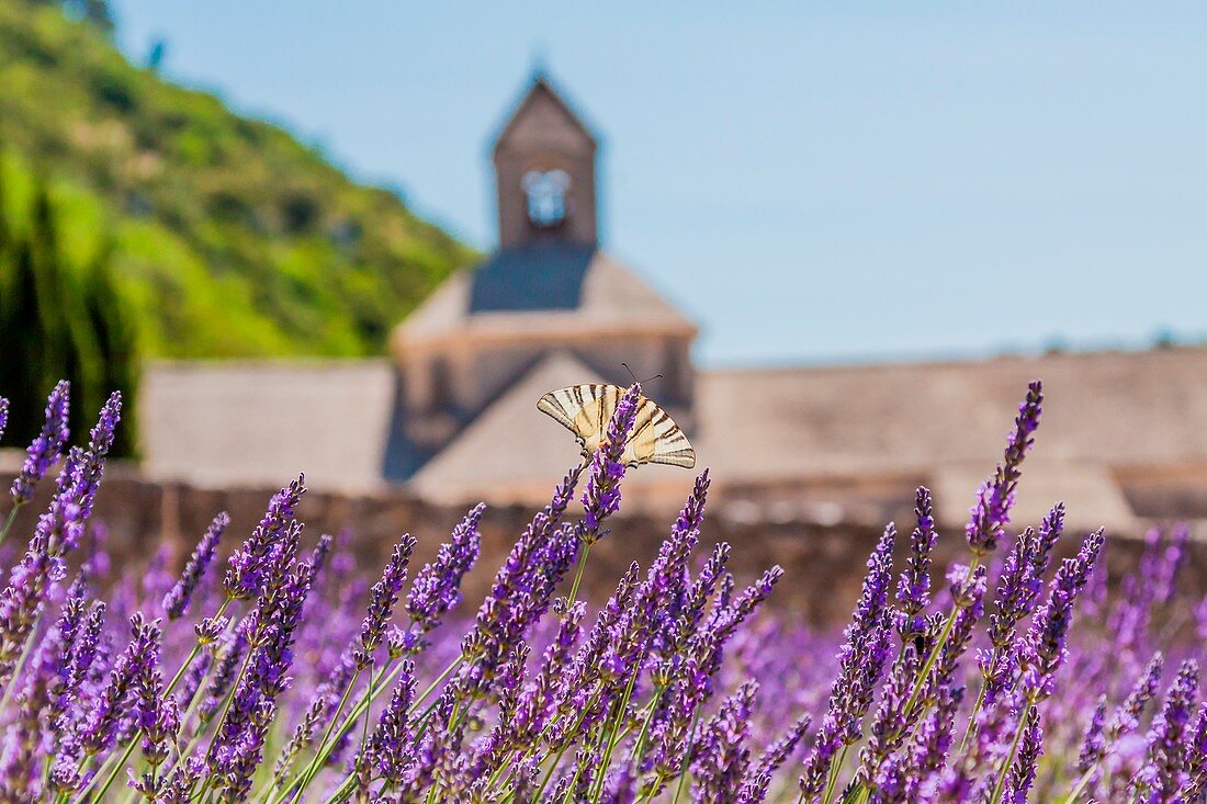 France, Provence Alps Cote d'Azur, Vaucluse, Senanque abbey