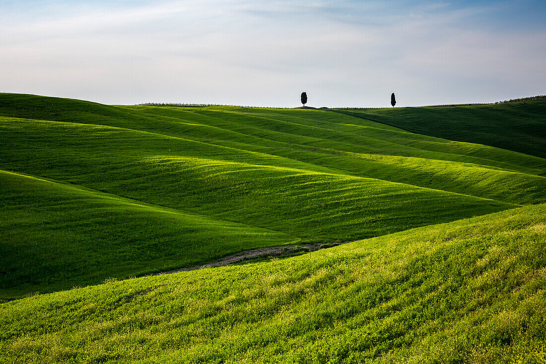 Two cypresses on the hills of Orcia Valley, Siena district, Tuscany, Italy
