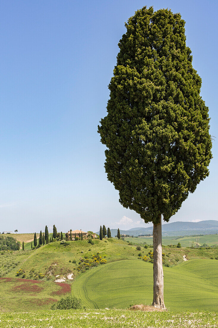 Cypress and hills, Orcia Valley, Siena district, Tuscany, Italy