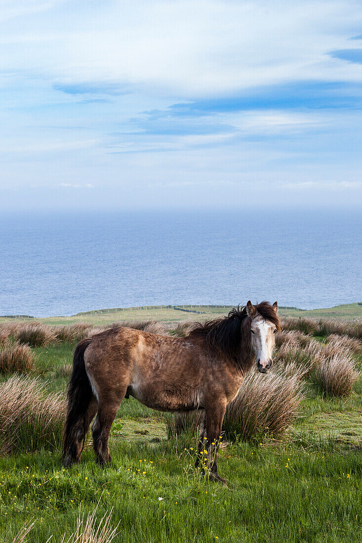 Horse in the countryside, County Clare, Ireland, Europe