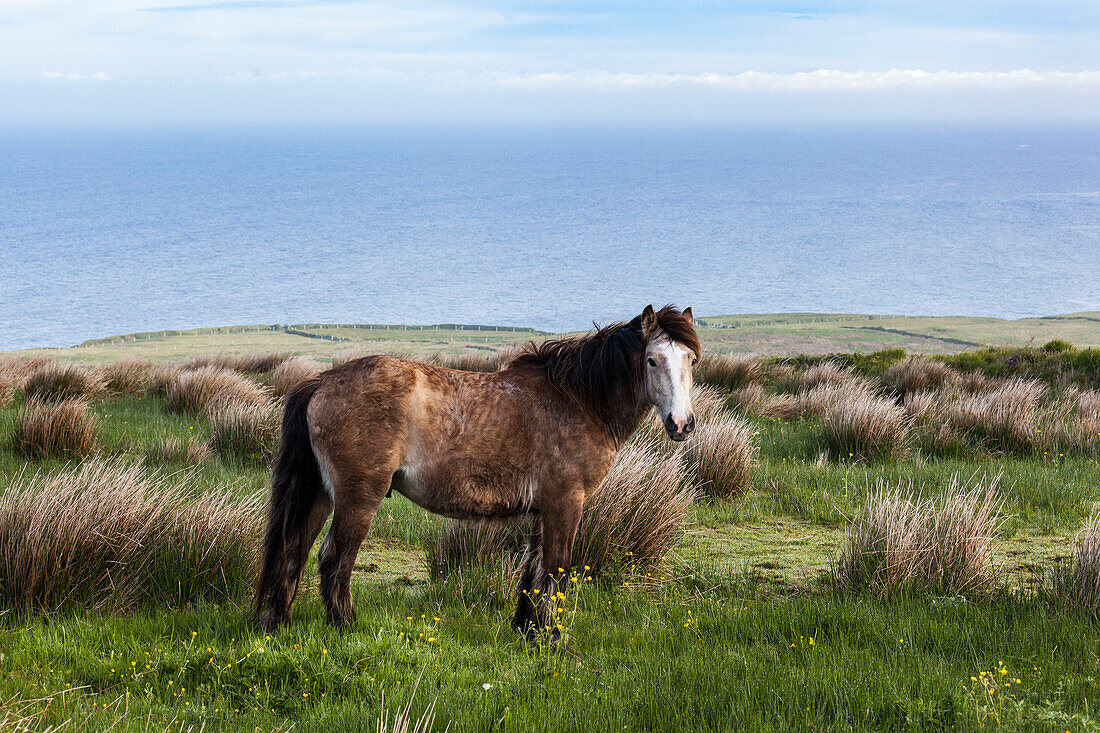 Horse in the countryside, County Clare, Ireland, Europe